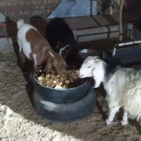 بزغاله چاق|حیوانات مزرعه|بیرجند, |دیوار