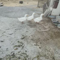 سه عدد مرغ آبی چاق|حیوانات مزرعه|آباده, |دیوار