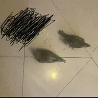 هرکس تا امروز ساعت ۳ امد کمتر هم بهش میدم