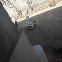 سه تا اردک نر