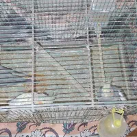 عروس هلندی|پرنده|قم, ولیعصر|دیوار