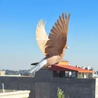 کفتر رنگه آس و آلمانی پرشی زد خوردی