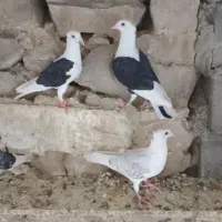 کفترکاکولی اصل|پرنده|شیراز, شهرک مهدی‌آباد|دیوار