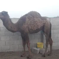 گوشت وکله پاچه بچه شتر