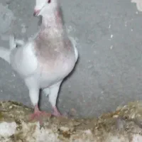 یک جفت سار‌