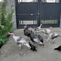 بوقلمون کیلویی 350|حیوانات مزرعه|لاهیجان, لفمجان|دیوار