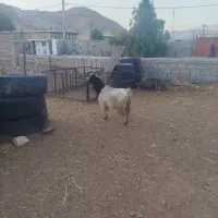 بز چپر|حیوانات مزرعه|دره شهر, |دیوار