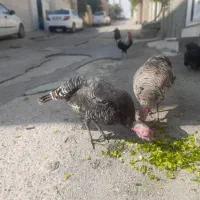 بوقلمون ماده|حیوانات مزرعه|آبدانان, |دیوار