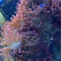 ابشور شقایق رز بابل|ماهی|تهران, هلال احمر|دیوار