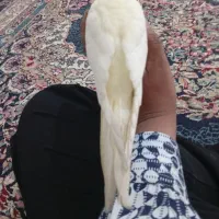 ماده دسته رام میخونه