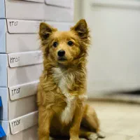 حیوان خانگی سگ