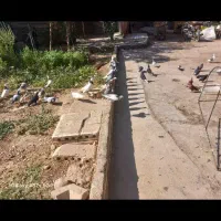 تماس بگیر یدتعدادکفترمسافتی وپرشی وزینتی خوزستان