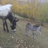 فروشی|حیوانات مزرعه|اسکو, |دیوار