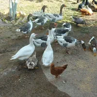 غاز محلی ارگانیک مرغ و خروس مرندی|حیوانات مزرعه|کوهین, |دیوار