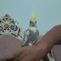 عروس هلندی