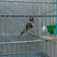 سره نره نشان دار