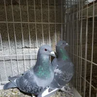 کبوتر آلمانی کیلومتری اصل