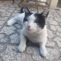 گربه خانگی برای فروش