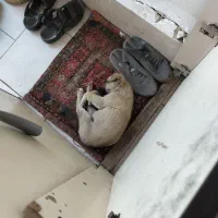 سگ نژاد محلی ماده|سگ|اهر, |دیوار