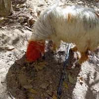 میش روزگاری|حیوانات مزرعه|بازفت, |دیوار