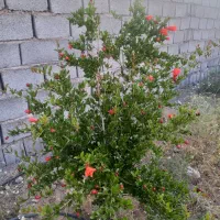 خانه باغ سنتی شرایط ویژه دهسراج