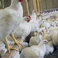 استخدام کارگر مرغداری بصورت تمام وقت