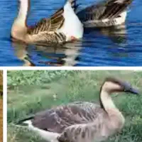 تعداد ۱۴ عدد غاز