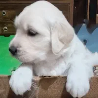 واگذاری توله گلدن|سگ|چهارباغ, |دیوار