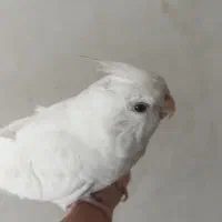 عروس هلندی دستی