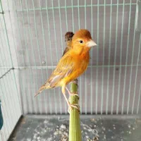 قناری شتری سرخ با جوجه