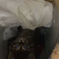 واگذاری یک گربه خوشگل پرشین چشم ابی|گربه|ارومیه, |دیوار