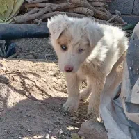 توله سگ هاسکی