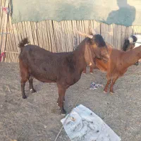 فروش بز پاکستانی