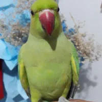 ملنگو نر رام سخنگو