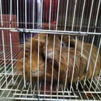 خوکچه هندی فشن یک جفت|موش و خرگوش|مشهد, عامل|دیوار