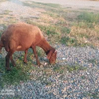 گوسفند جوان