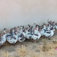 غاز|حیوانات مزرعه|بروجرد, |دیوار