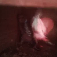 مرغ عشق با جوجه|پرنده|قائم‌شهر, |دیوار