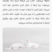 گربه نژادKhao manee(معاوضه باپرشین،اسکاتیش،بریتیش)|گربه|مرند, |دیوار