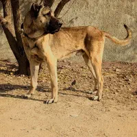 سگ سرابی اصیل نگهبان