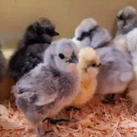 انواع جوجه یکروزه سلطان . برهما .‌
