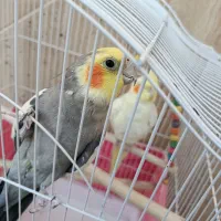 عروس هلندی|پرنده|آباده, |دیوار