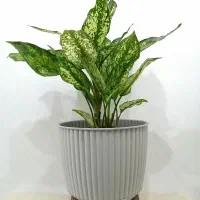 گل و گیاه|گل و گیاه طبیعی|صدرا-فارس, فاز ۱|دیوار