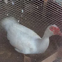 اردک اسرائیلی نر ۷۵۰۰۰۰ تومان|حیوانات مزرعه|رشت, فلسطین|دیوار