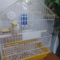 عروس هلندی نر