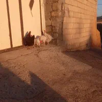 فروش ۱۰عددمرغ|حیوانات مزرعه|کلیائی, |دیوار