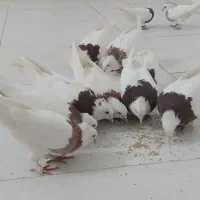 کفتر طوقی هفت رنگ و قره سینه نر