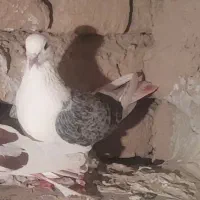 دو تا ماده اس