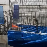 یاسمین طوسی نر و ماده پلاک پا|پرنده|شیراز, کوشک میدان|دیوار