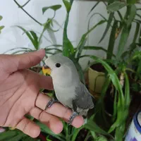 کوتوله فروشی یا معاوظه